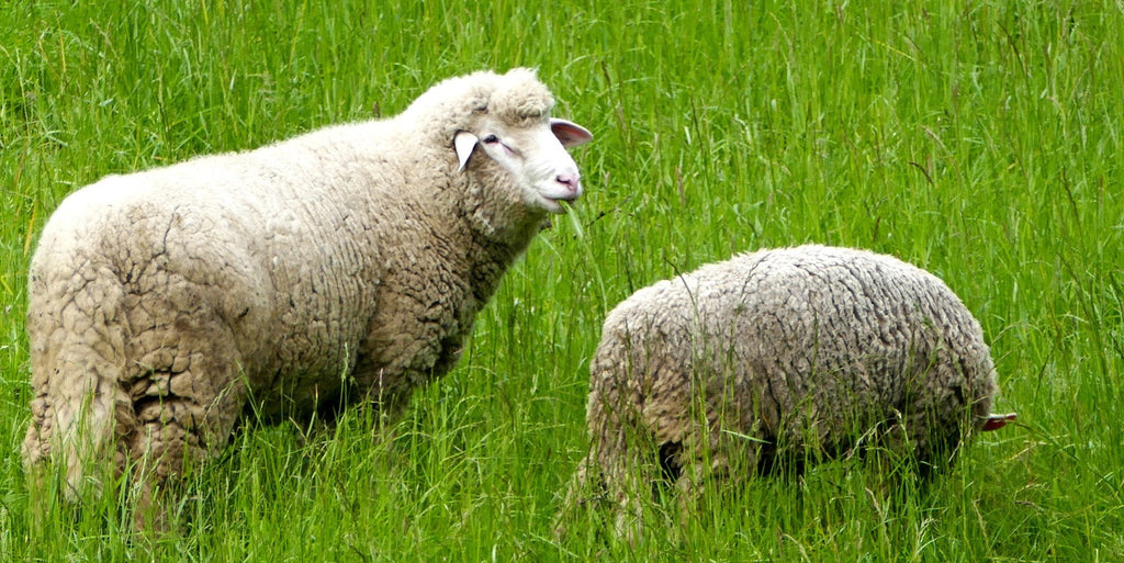 3 Pack Men socks, Natural Premium Norwegian Merino Wool, Blend of Lambs wool, Heavy wool, Pre-Washed, Thick soft & Warm sock, Thermal socks