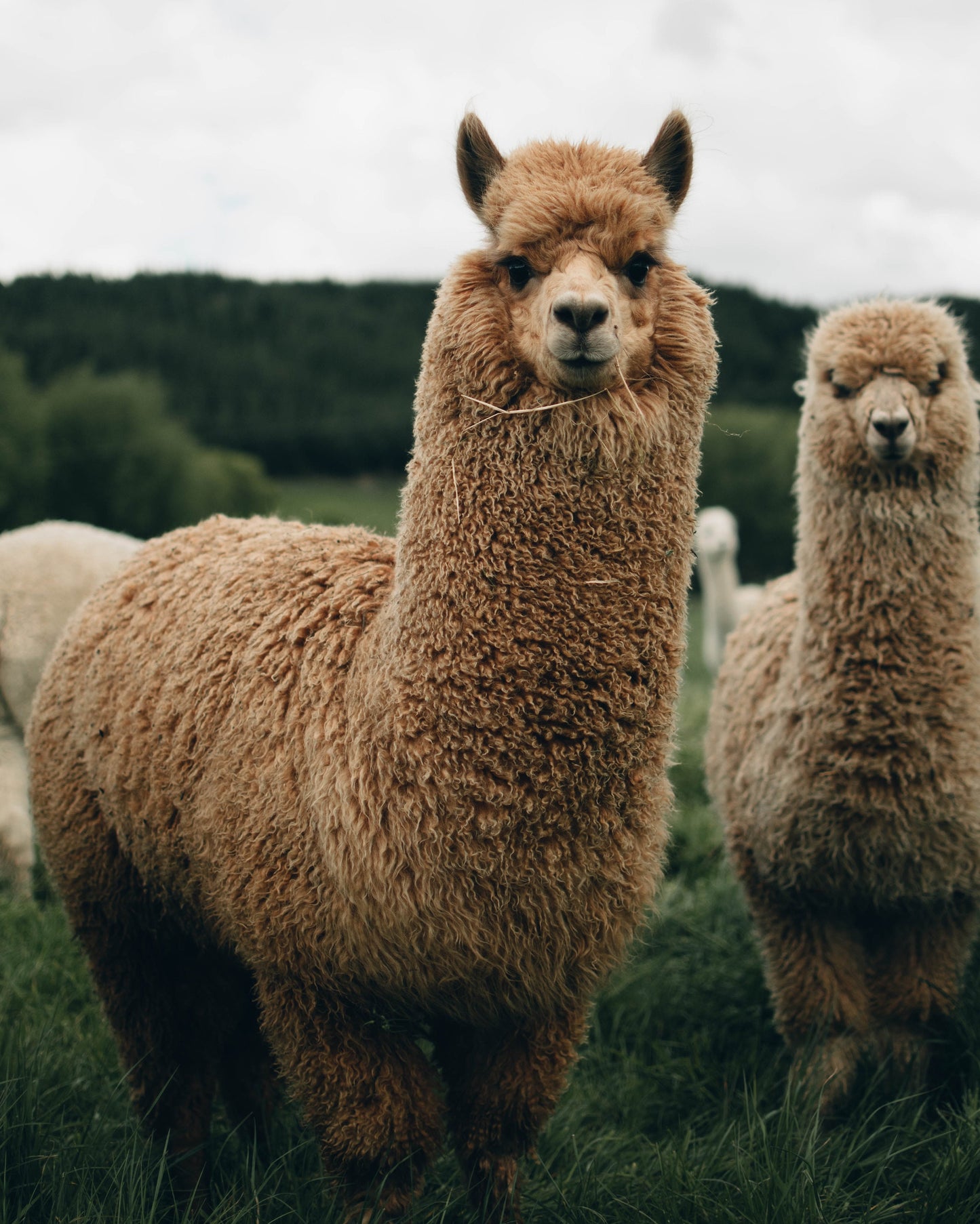2x Extra Fine, Alpaca Socks, Luxury Alpaca & Merino Wool,